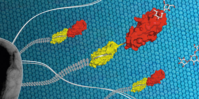 Using the protein FimH (yellow/red) located at the tip of long protrusions, the bacterial pathogen E. coli (grey) attaches to cell surfaces of the urinary tract. Image: Maximilian Sauer, ETH ZĂĽrich).
